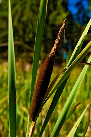 Brown bull reed plant in the waters edge.の写真素材