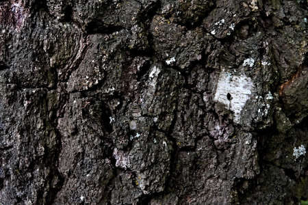 Rough bark pattern from an old big birch tree.の写真素材