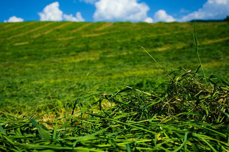 Green grass newly harvested drying in the sun.の写真素材