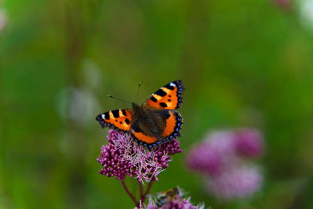 Butterfly with open wings sitting on a plant with green bokeh background.の写真素材