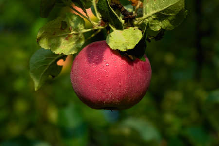Fresh and juicy red apple hanging from a branch with green leaves and covered in morning dew droplets.の写真素材