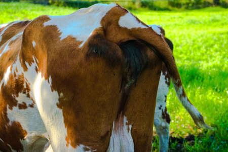 Cow seen from behind illustrating gas emissions from cattle and global warming.の写真素材