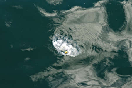 Clear plastic bag floating on the ocean surface, human pollution.