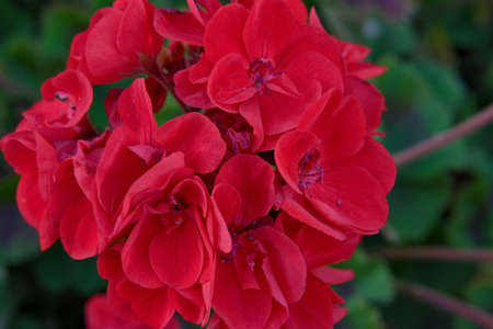 Deep red flowers with blurred green background. . High quality photo