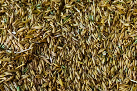 Raw yellow barley newly harvested, close-up. . High quality photoの写真素材