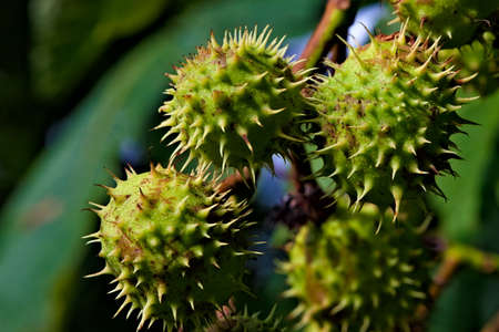 Chestnuts with thorns on the branch of a tree. . High quality photo