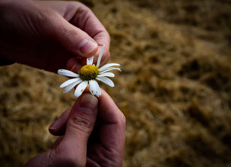Female finger pull petals of a daisy flower, symbol of a love me, love me not gesture. . High quality photoの写真素材