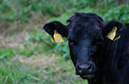 Dark brown calf on a lush green grass field. Close up. . High quality photo