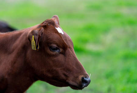 Close up of the head of a young brown calf on a green field. . High quality photoの写真素材
