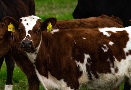 Cute calf on a meadow among other young calves. . High quality photo