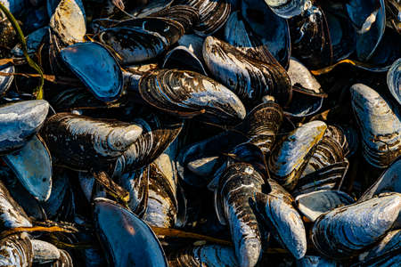 Blue mussel shells, open on a beach outdoors. Close up. . High quality photo