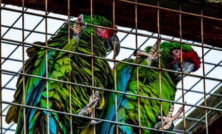 A pair of Green military macaw parrots sitting on the bars of their cage. . High quality photo