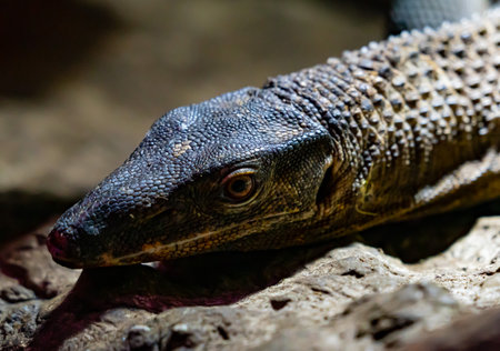 Black roughneck monitor lizard resting on warm rocks. . High quality photo