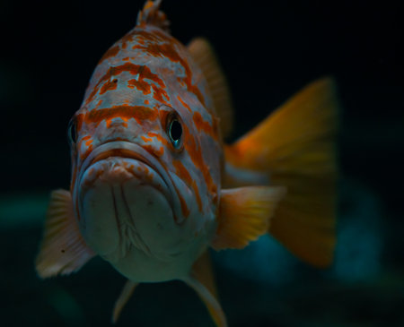 Atlantic red fish swimming in the sea, close up on black background blurred background. . High...