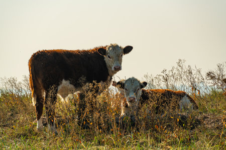 Calves of the Hereford cattle breed resting in the tall grass on a meadow. . High quality photoの写真素材