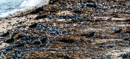 Flock of sanderling and sand piper wading birds foraging in the waters edge. . High quality photoの写真素材