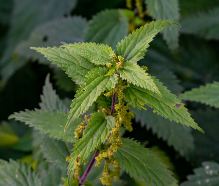 Close up of a traditional nettle stinging herb with green leaves and seed capsules.の写真素材