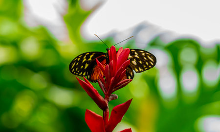 Red monarch butterfly resting on a red flower. Close up . High quality photoの写真素材
