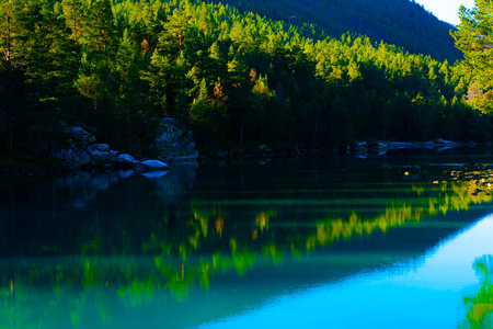 A calm serene river flowing through a dense wild pine forest. . High quality photoの写真素材