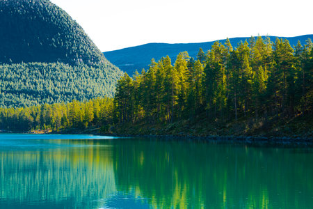 A calm serene river flowing through a dense wild pine forest. . High quality photoの写真素材