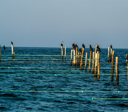 Cormorant resting on wooden pole used for fishermen's nets. . High quality photoの写真素材
