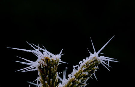 Close up image of spiked ice crystals on a branch. Shallow depth of field. High quality photoの写真素材