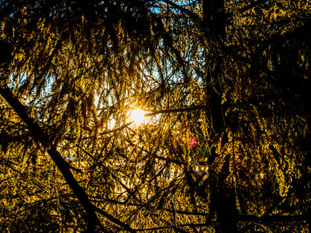 Rays of sunlight shining through frozen branches of a pine tress on a cold winters day. High quality photoの写真素材