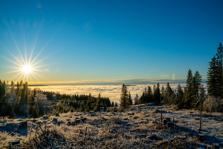 Frozen woodland in the mountains above the clouds and fog on a sunny winters day. High quality photoの写真素材