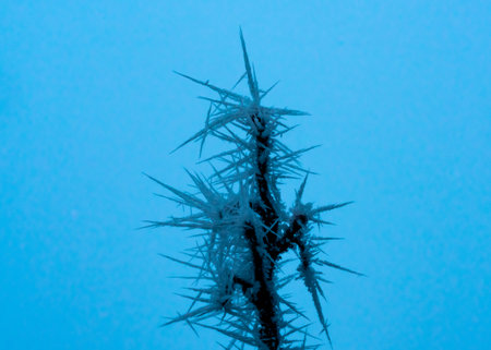 Close up image of spiked ice crystals on a branch. Shallow depth of field. High quality photo
