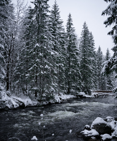River flowing through a dense pine forest covered in snow. High quality photo