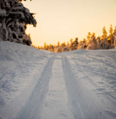 Cross country skiing track running through an arctic forest in the winter. High quality photo