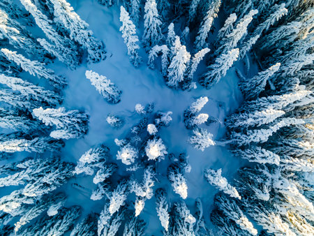 Snow covered pine tress on a cold winters day seen from above. High quality photo.の写真素材