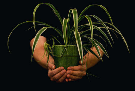 Hands holding a large green plant in a green flower pot. Isolated on black background with shallow depth of field. Spider plant. High quality photoの写真素材