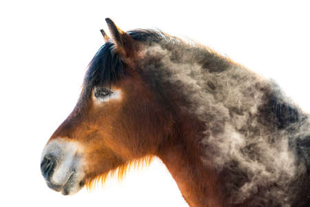 Close up of a horse with long fur and mane.の写真素材