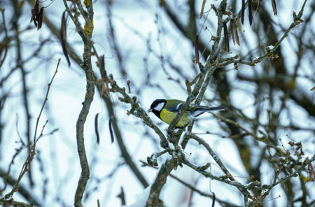 Great tit, Parus Major song bird sitting in a bush during s snowy winters day. High quality photoの写真素材