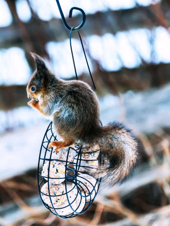 Young red squirrel in winter fur, eating seeds from a garden bird feeder. . High quality photoの写真素材