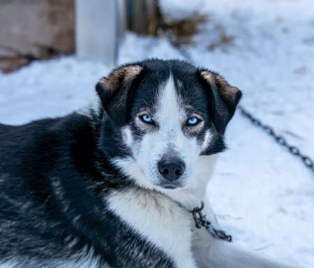 Close up of an Alaskan Husky sled dog with bright blue eyes, resting in the kennel. High quality photoの写真素材