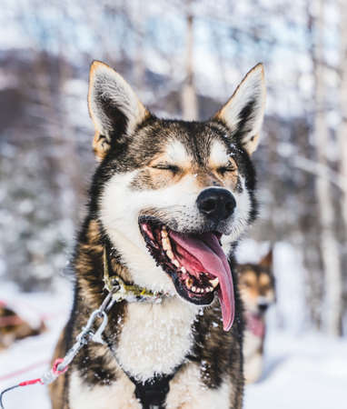 Close up of Happy and eager Alaskan husky sled dog with its tongue out. Ready for action on a cold winters day. High quality photoの写真素材