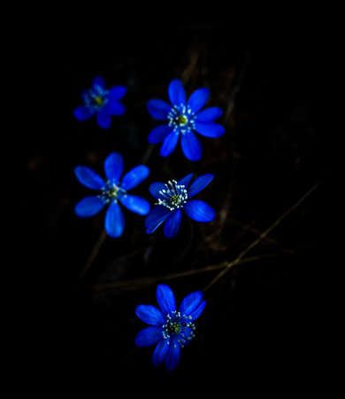 Blue or purple Kidneywort anemone flower isolated on black background. Shallow depth of field. High...