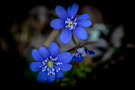 Blue or purple Kidneywort anemone flower isolated on black background. Shallow depth of field. High...