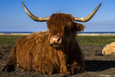 Yak bull cow resting on belly in af field close to the ocean