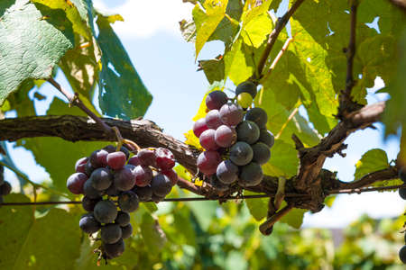 grape bunches in vineyard ready to be harvested