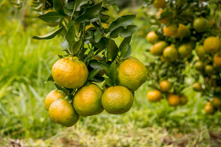 Cultivation of tangerines, fruits on the tree ready for harvest, organic forest system