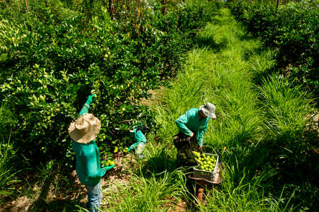 agroforestry system, men picking limes on a plantation