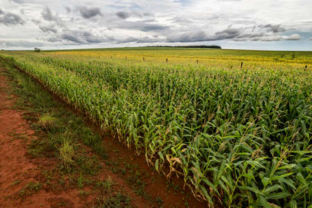 cornfield with sky with lots of clouds in the background