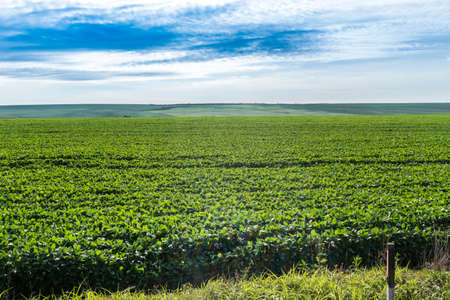 soy plantation on sunny dayの写真素材