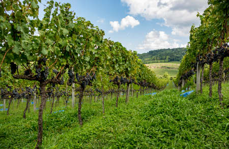 general view of vineyard with grapes ready for harvestの写真素材