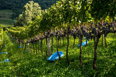general view of vineyard with grapes ready for harvestの写真素材