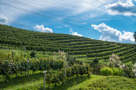 general view of vineyard at harvest time with blue sky in the backgroundの写真素材