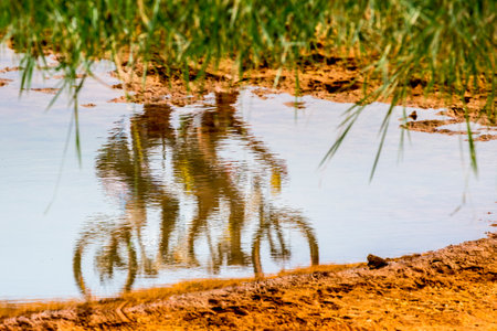 image of cyclists on tandem bikes reflected in the waterの写真素材